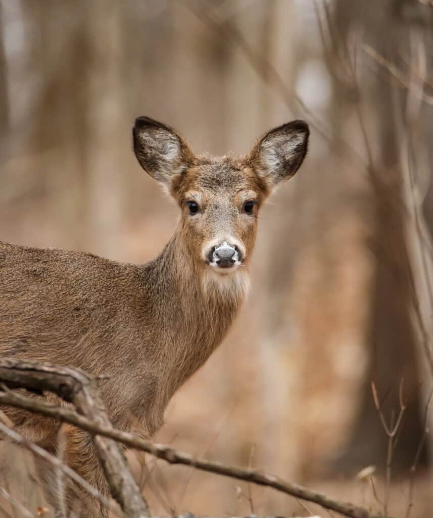 Portrait of White-tailed deer