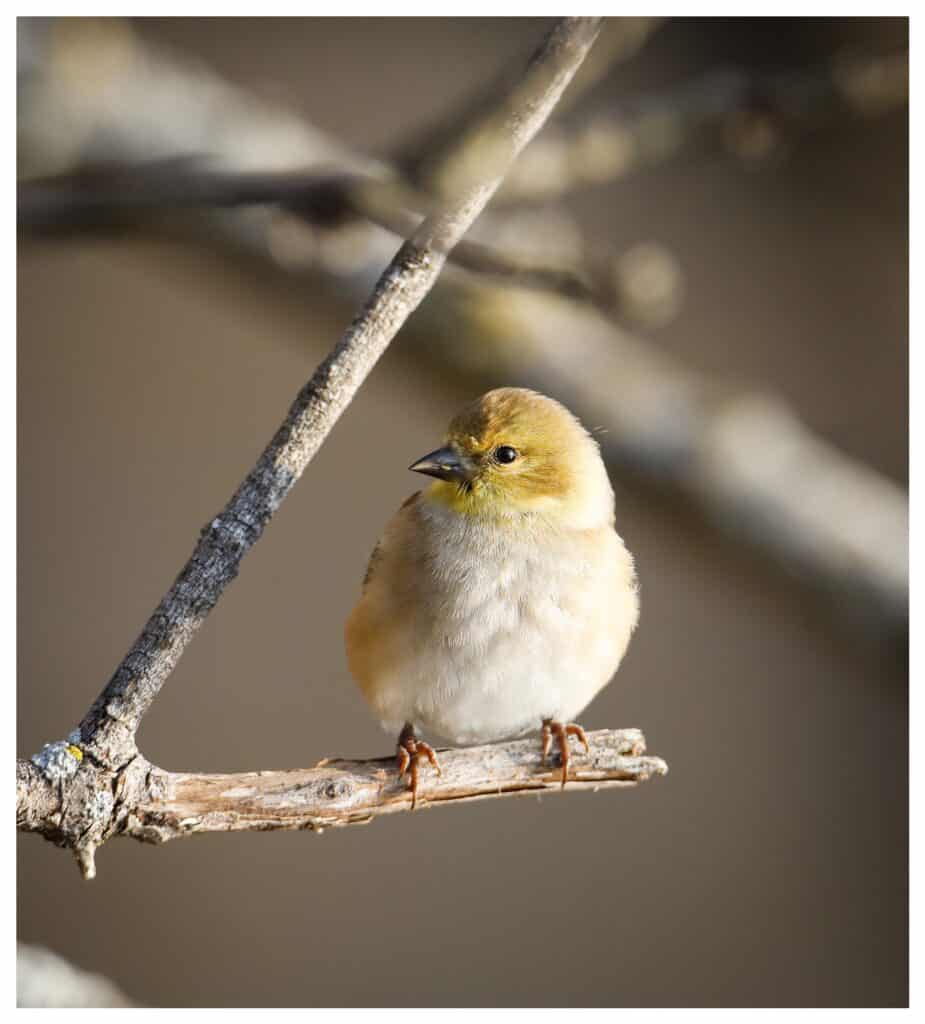 January American Goldfinch
