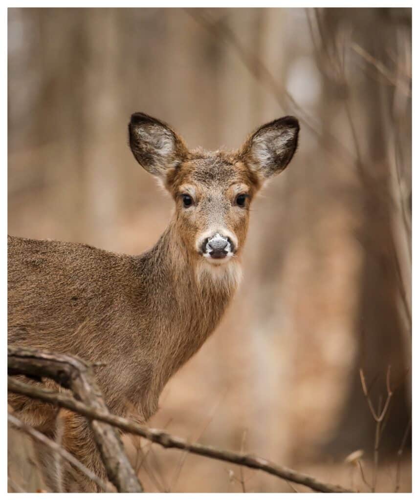 Portrait of Young Deer