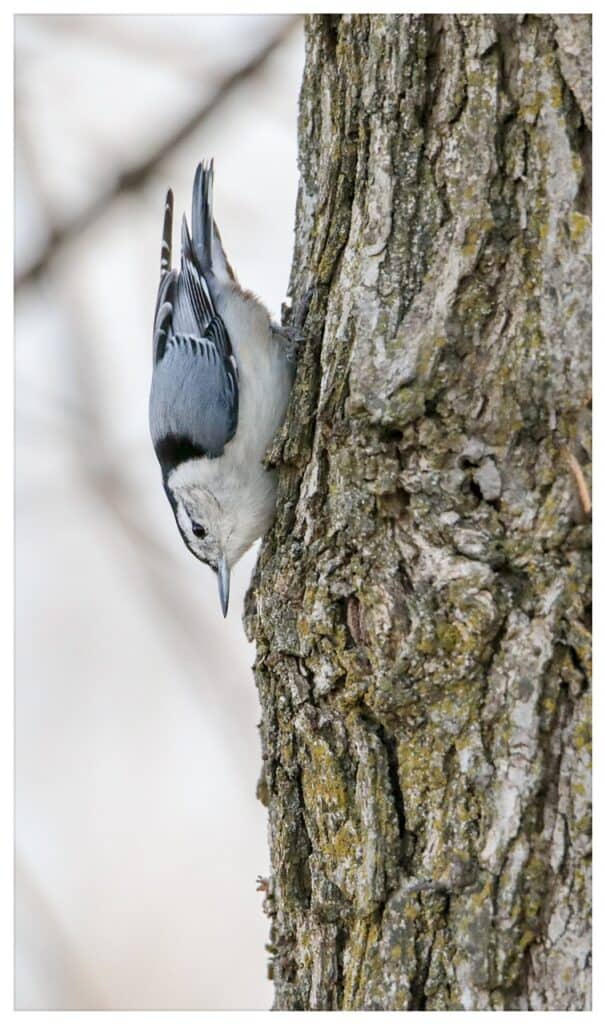 Winter White Nuthatch 1