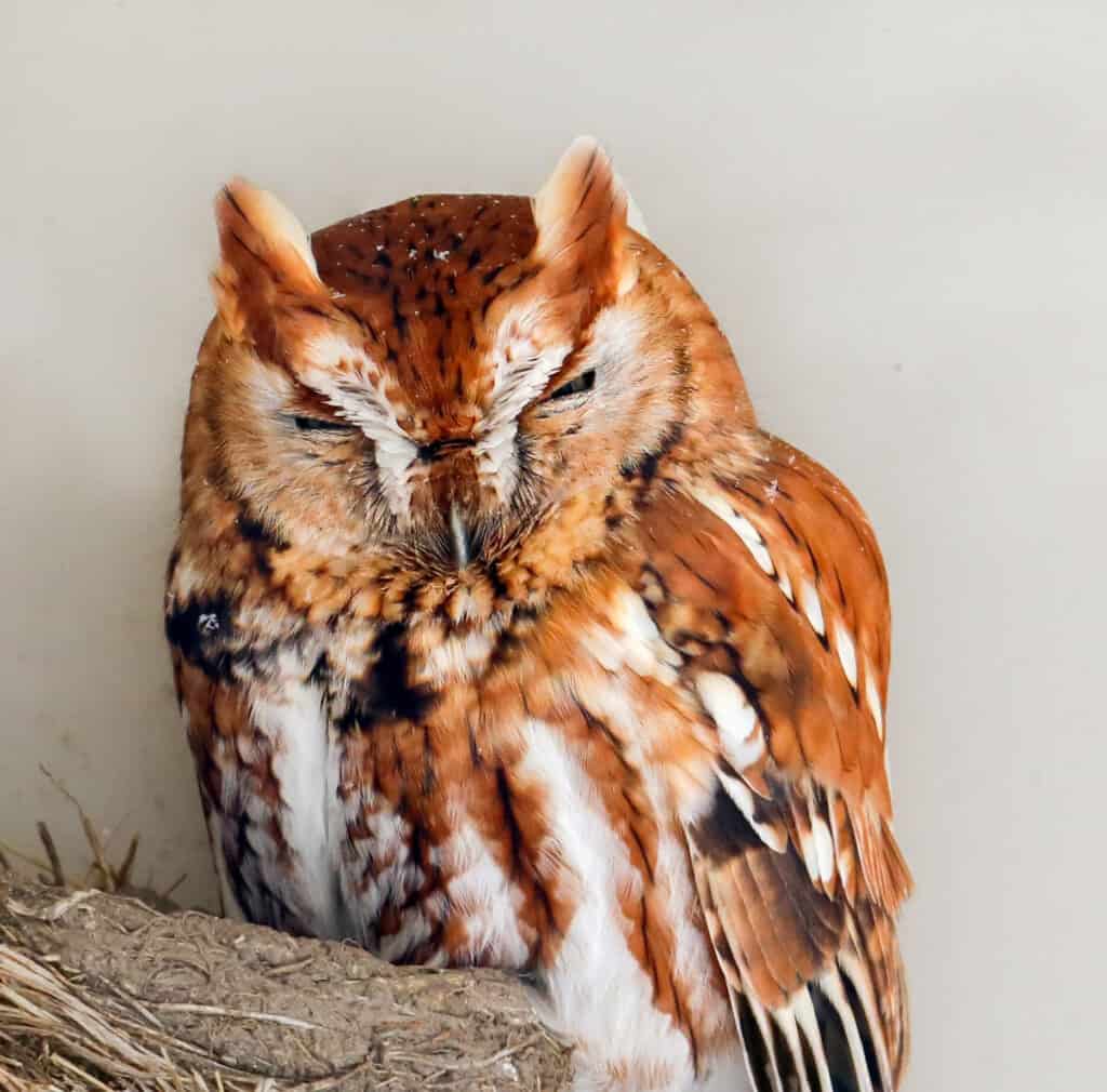 Eastern Screech Owl huddles away from the snow
