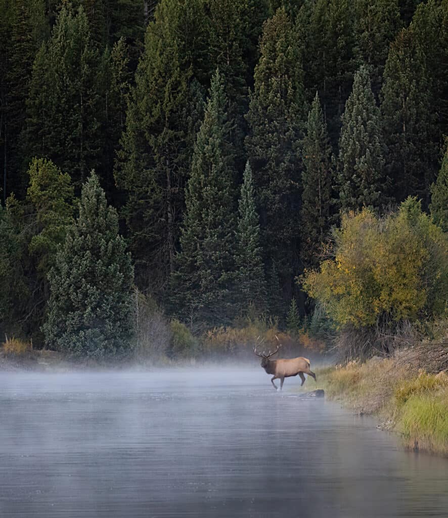 Bull elk crosses the Snake River through the fog.