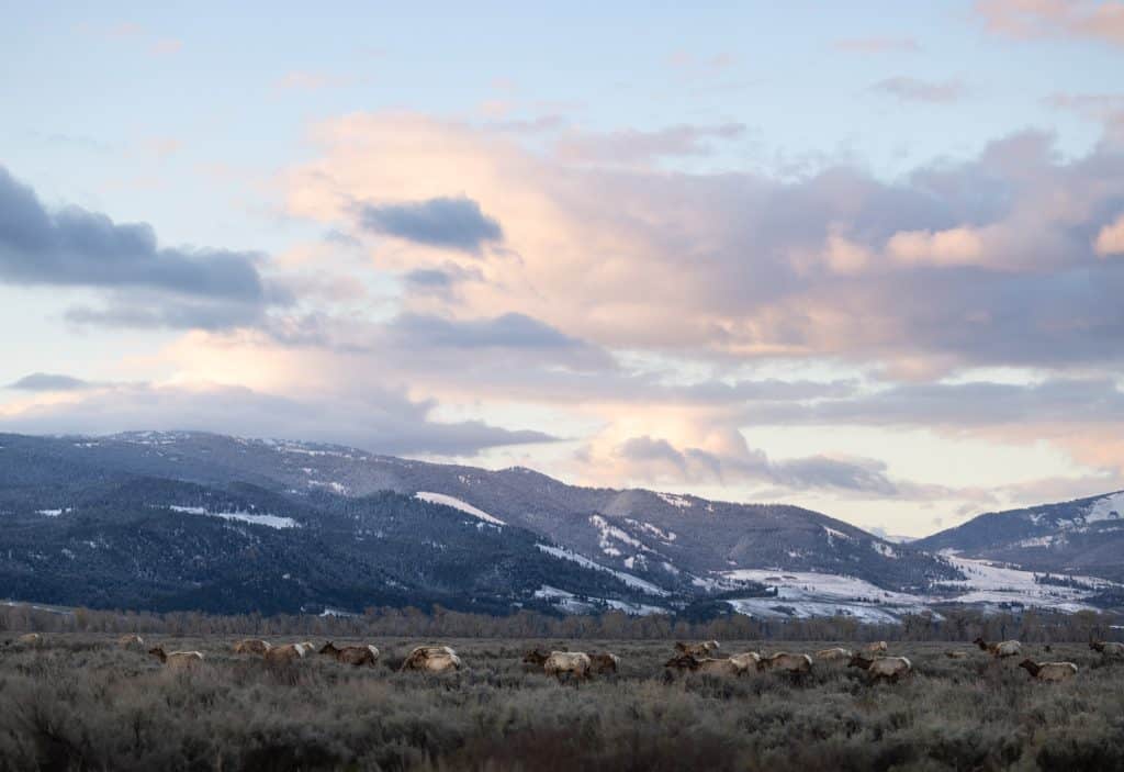 moody pink and blue clouds over an elk herd in Grand Teton National Park, Jackson Hole