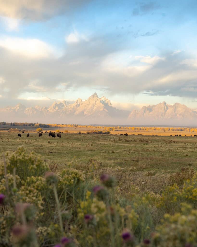 Fall morning in Grand Teton National Park with the mountain range and bison in golden light and fog