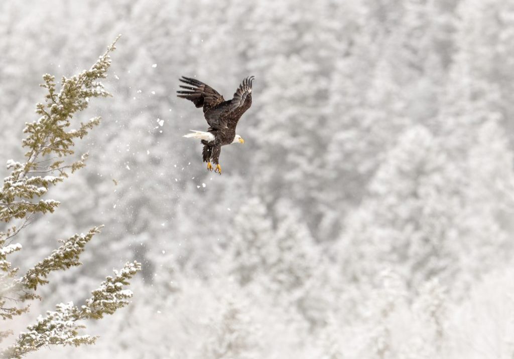 bald eagle takes flight as snow flies from the branches