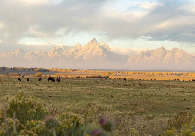 Fall morning in Grand Teton National Park with the mountain range and bison in golden light and fog