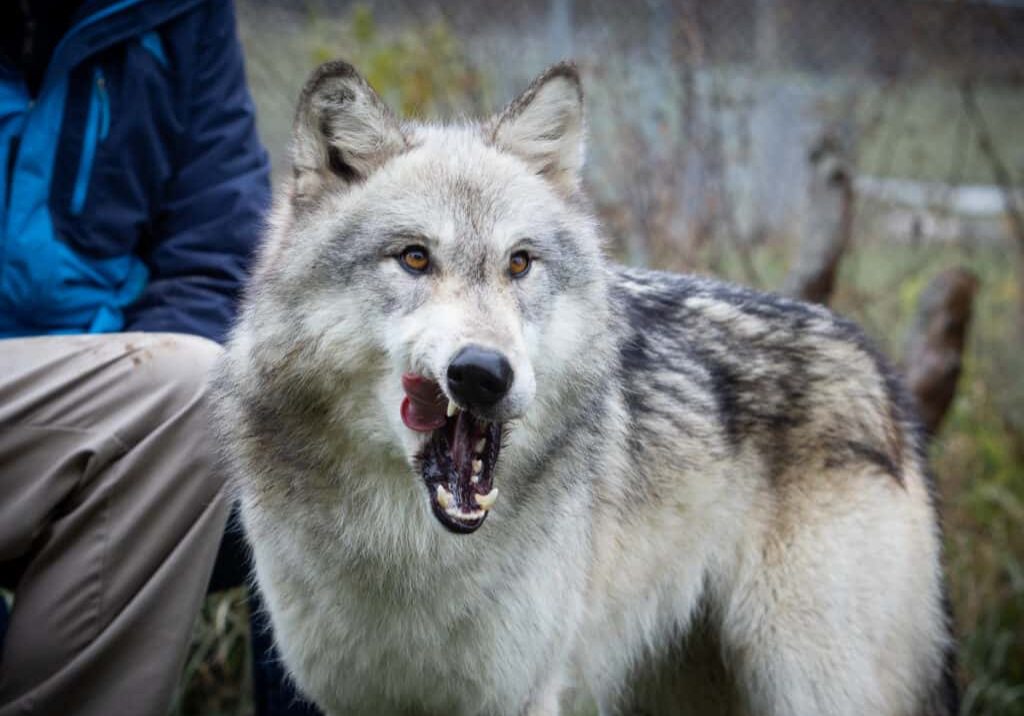 Portrait of wolf at Wolf Park in Indiana