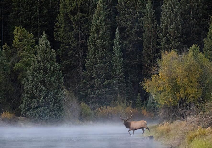 Bull elk crosses the Snake River through the fog.