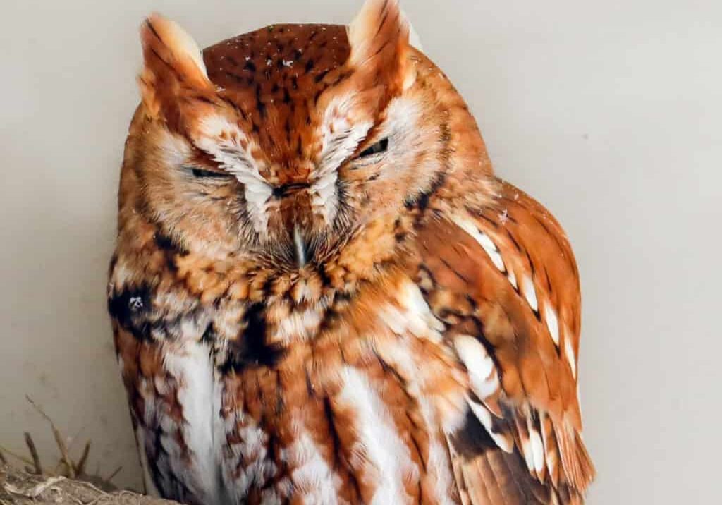Eastern Screech Owl huddles away from the snow